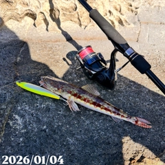 アカエソの釣果