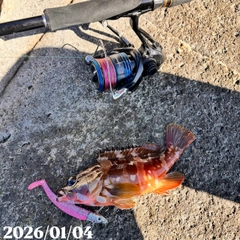 アカハタの釣果