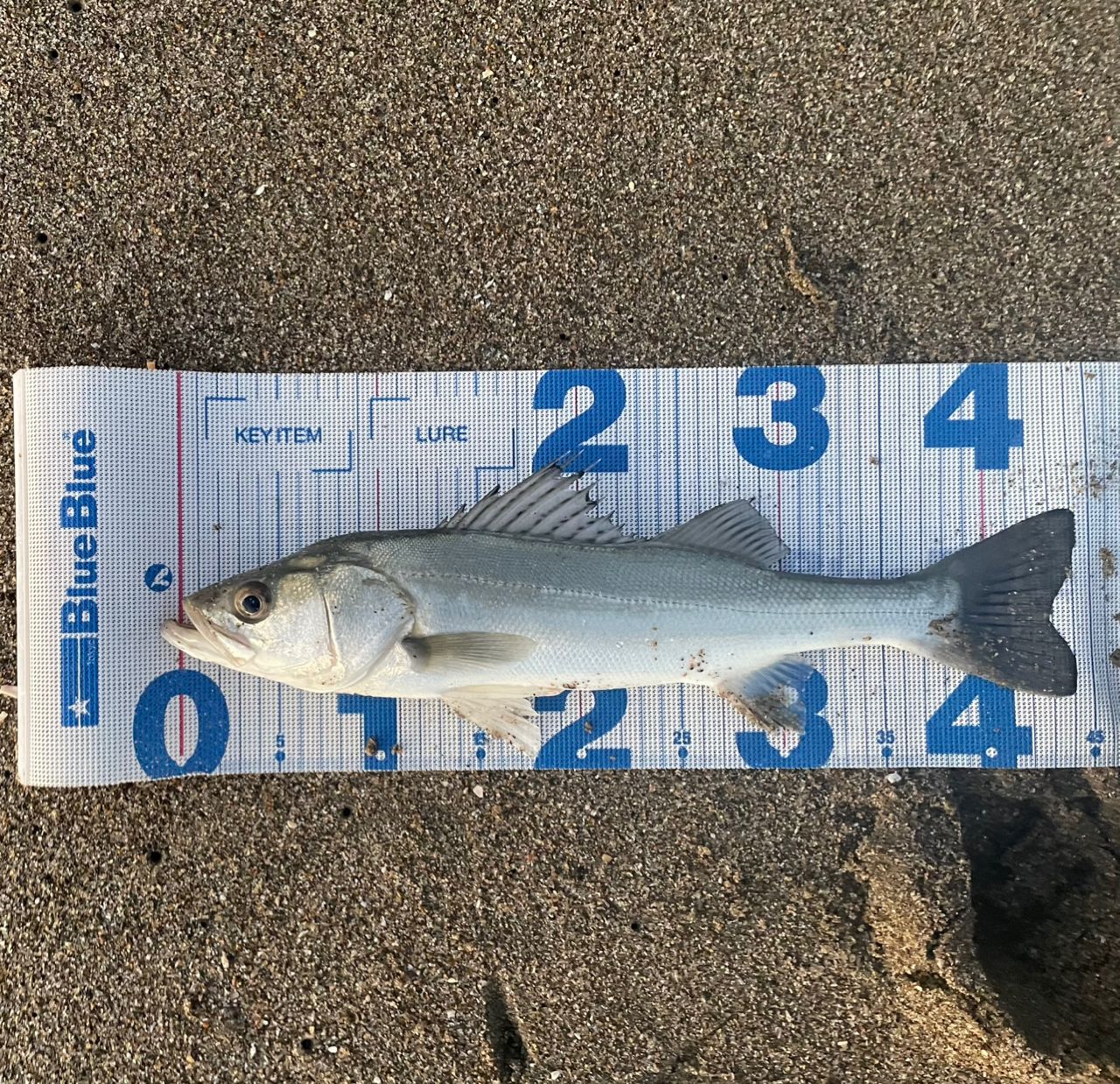 SHIMANO ネッサ CI4+ S1008MMHの最安値・インプレ・釣果 | 本音の