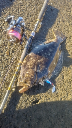 ヒラメの釣果