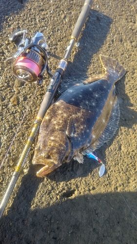 ヒラメの釣果