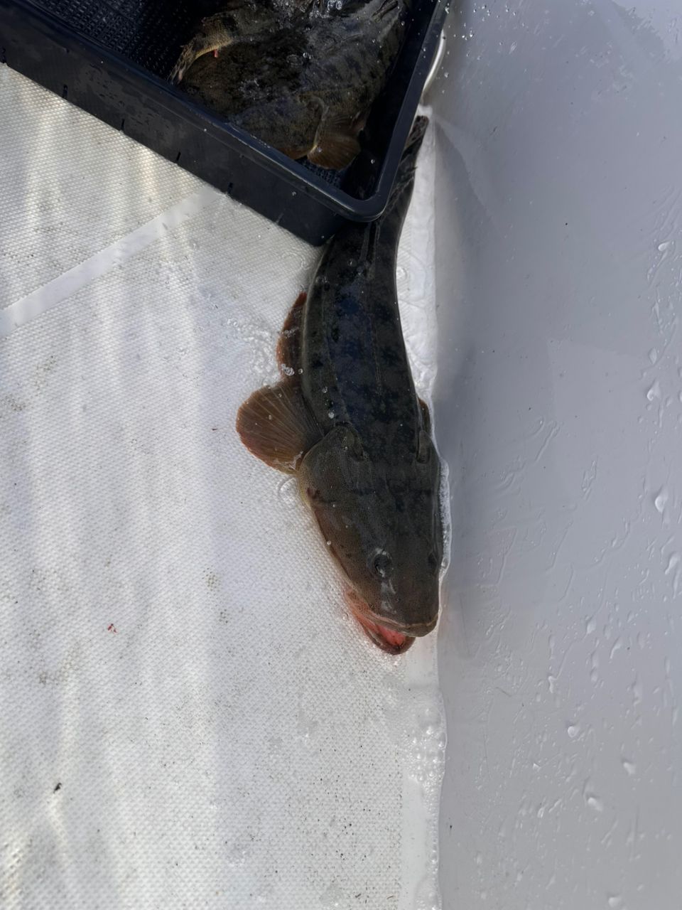 REDstyleさんの釣果 1枚目の画像