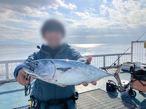 スマガツオの釣果