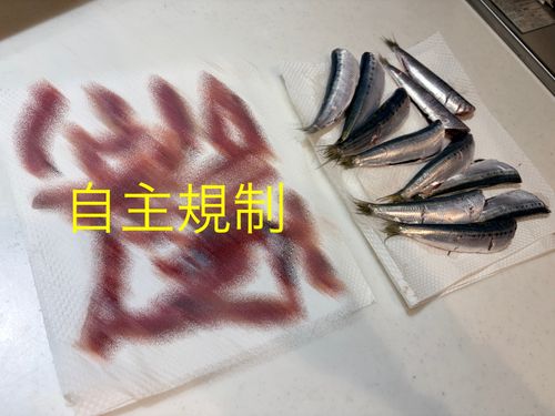マイワシの釣果