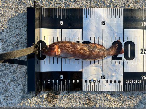 アイナメの釣果