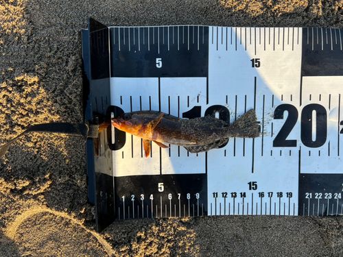 アイナメの釣果