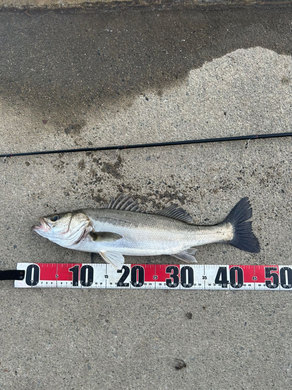 フッコ（マルスズキ）