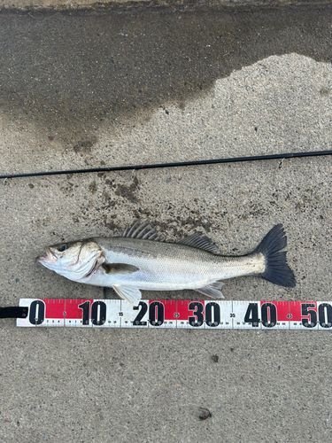 フッコ（マルスズキ）の釣果