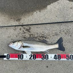 フッコ（マルスズキ）