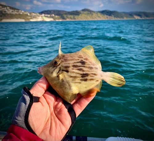 カワハギの釣果