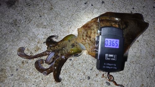 アオリイカの釣果
