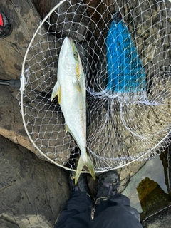 ヒラマサの釣果