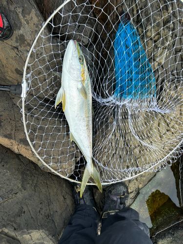 ヒラマサの釣果