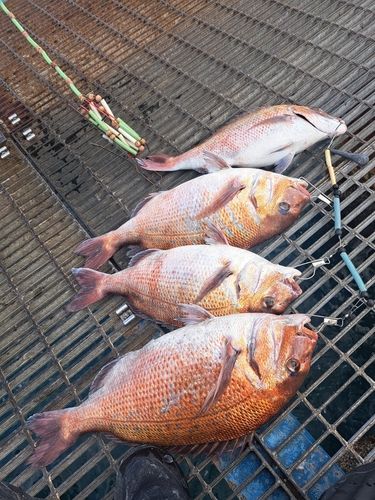 マダイの釣果