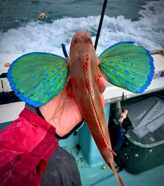 ホウボウの釣果