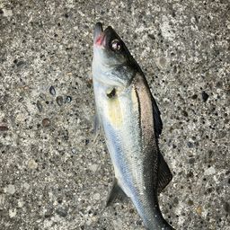 セイゴ（マルスズキ）