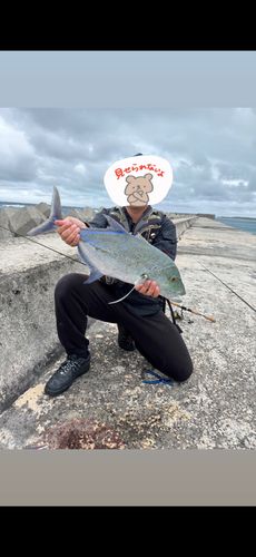 カスミアジの釣果