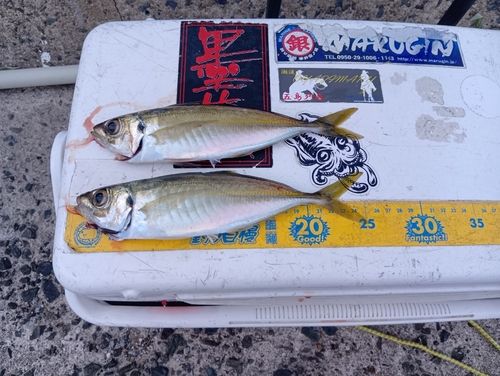 アジの釣果