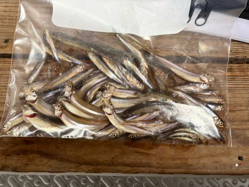 ワカサギの釣果