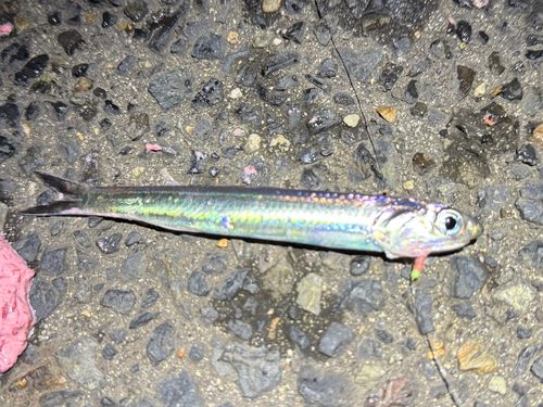 カタクチイワシの釣果