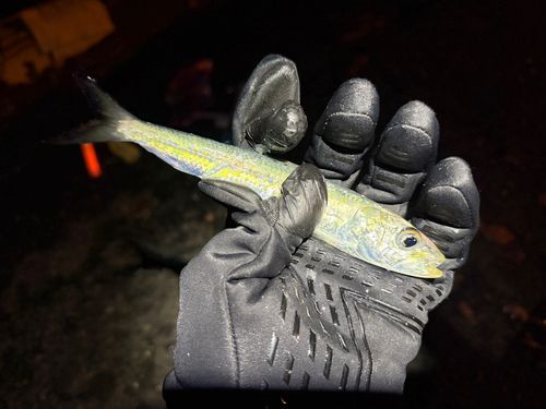 マイワシの釣果