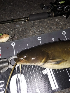 ナマズの釣果