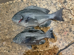 クチブトグレの釣果