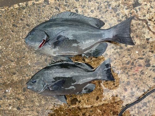 クチブトグレの釣果