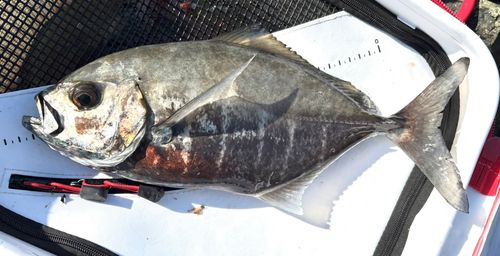 クロヒラアジの釣果