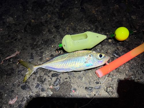 マアジの釣果
