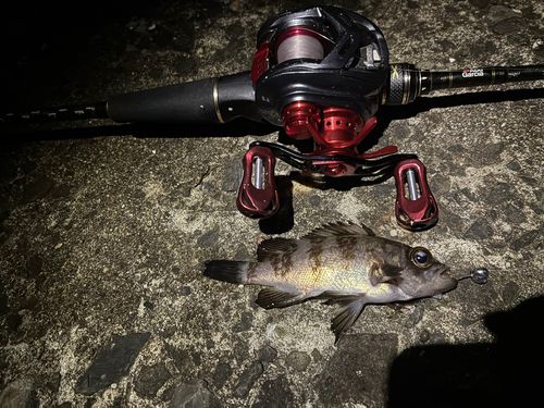 シロメバルの釣果