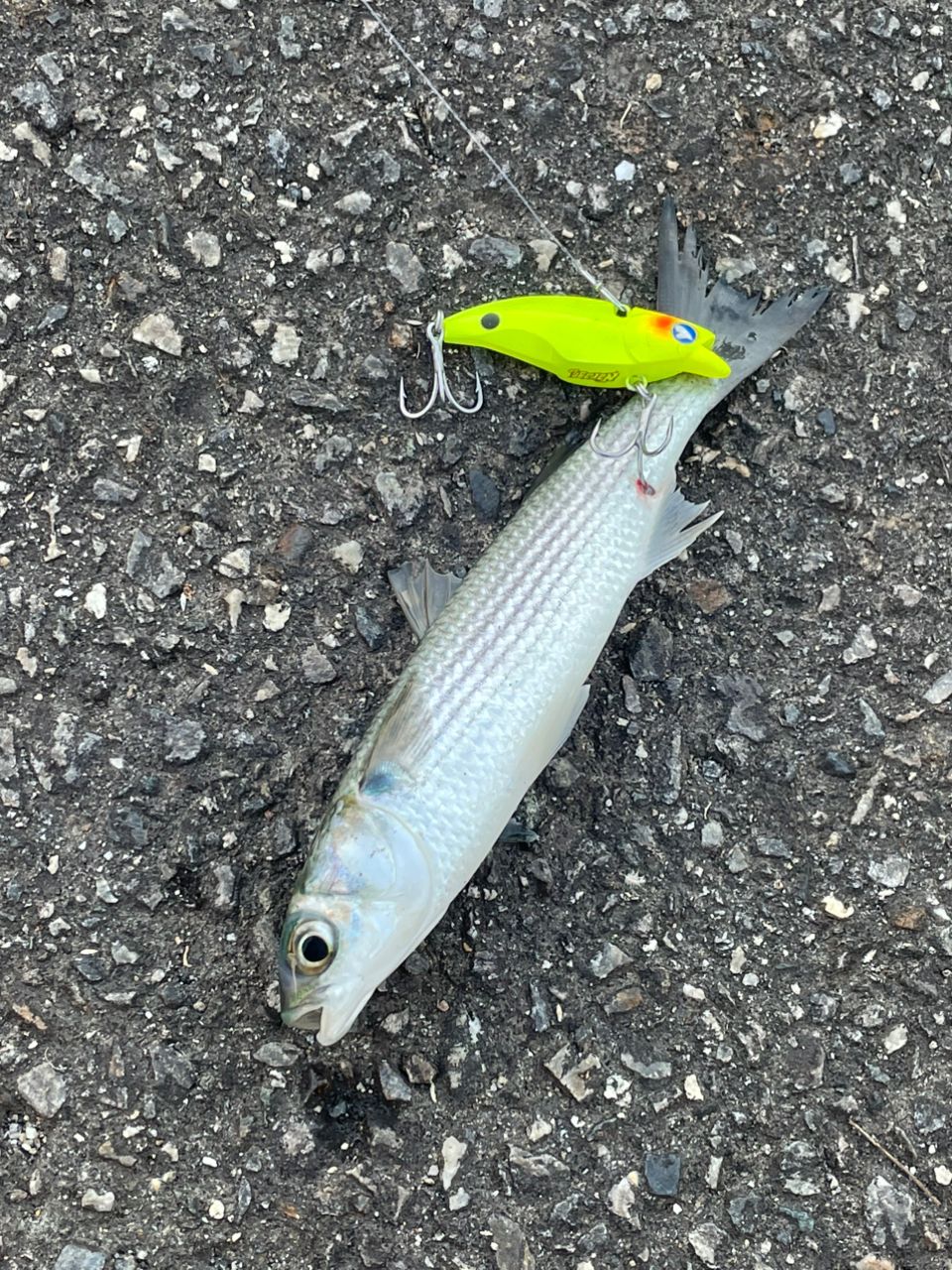 TENRYU スワット SW972S-MLの最安値・インプレ・釣果 | 本音の口コミが