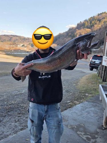 レインボートラウトの釣果