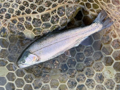 ニジマスの釣果