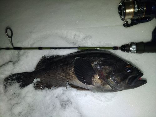 クロソイの釣果