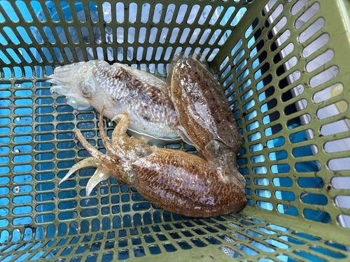 コウイカの釣果