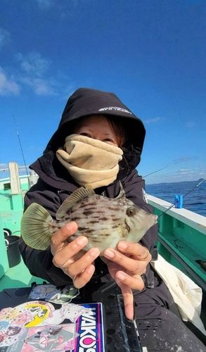 カワハギの釣果