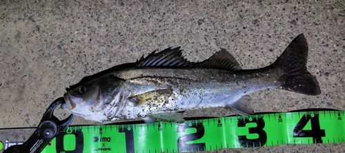 セイゴ（マルスズキ）の釣果