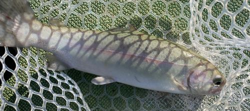 ニジマスの釣果