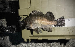 シロメバルの釣果