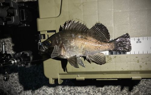 シロメバルの釣果