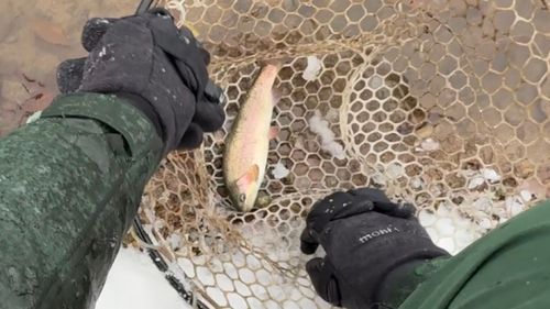 ニジマスの釣果