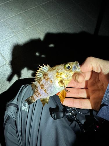 シロメバルの釣果