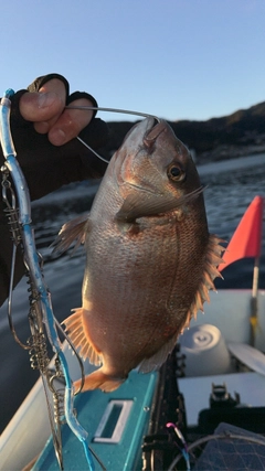マダイの釣果