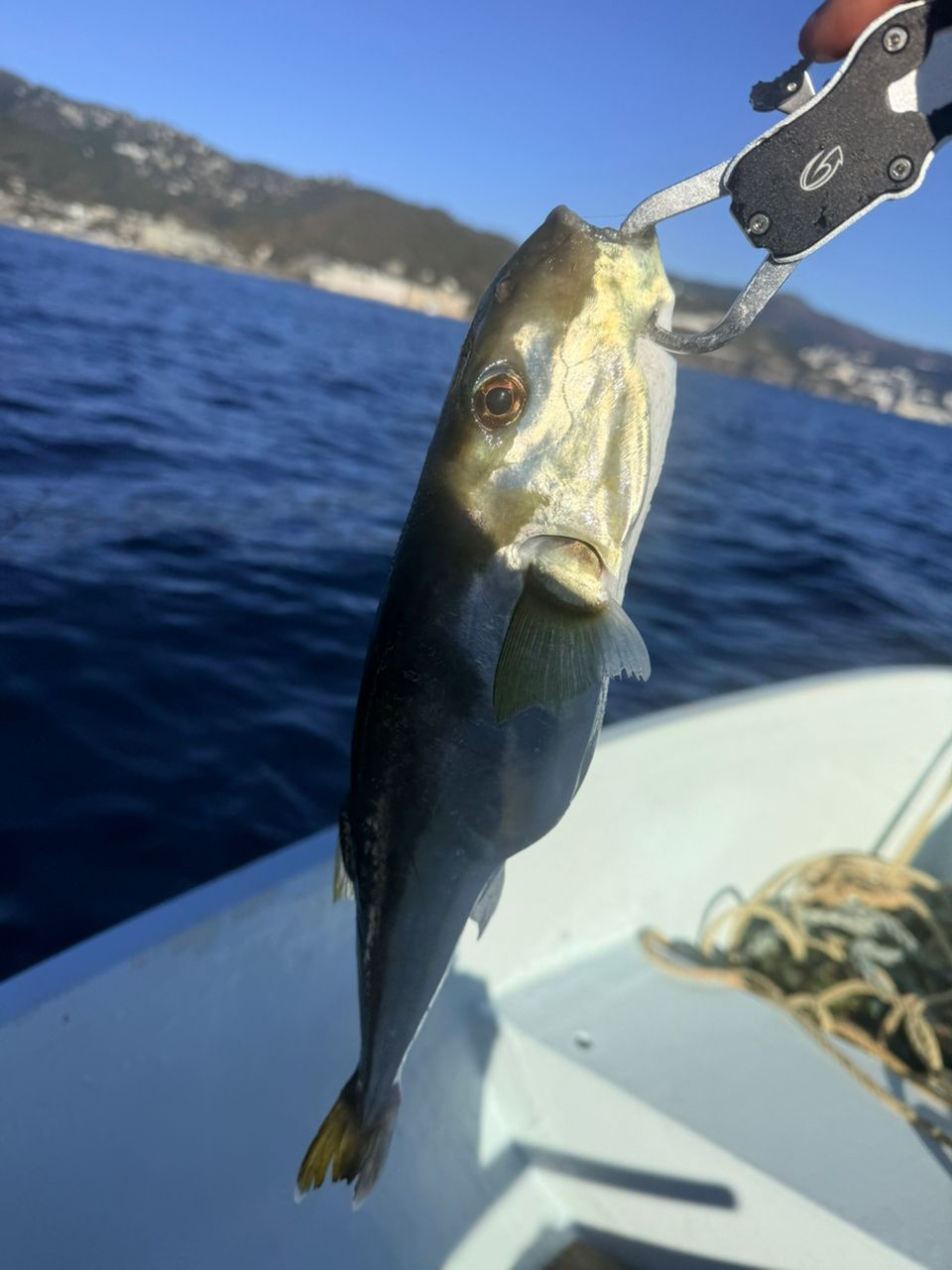 むぎパパ0716さんの釣果 2枚目の画像