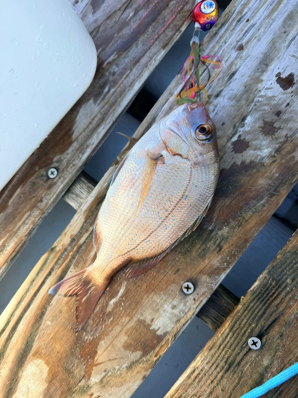むぎパパ0716さんの釣果 3枚目の画像