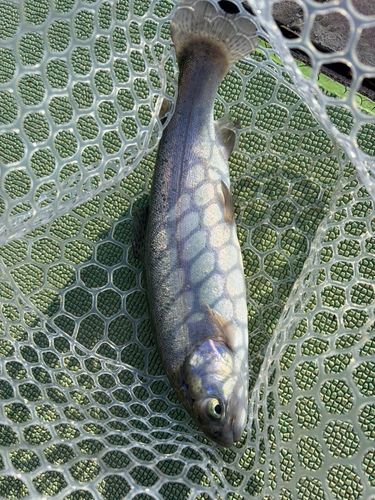 ニジマスの釣果