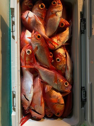 キンメダイの釣果