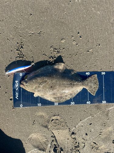 ヒラメの釣果