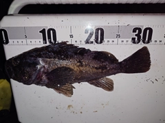 クロソイの釣果